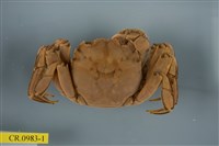 藏品(日本絨螯蟹)的圖片